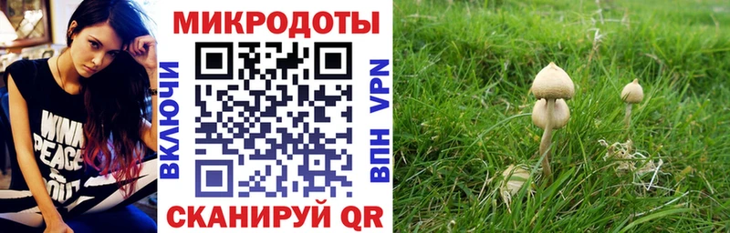 хочу   Сокол  Псилоцибиновые грибы Cubensis 